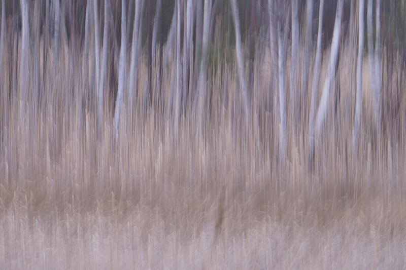 birch trees, Jacob Berghoef Fine Art
